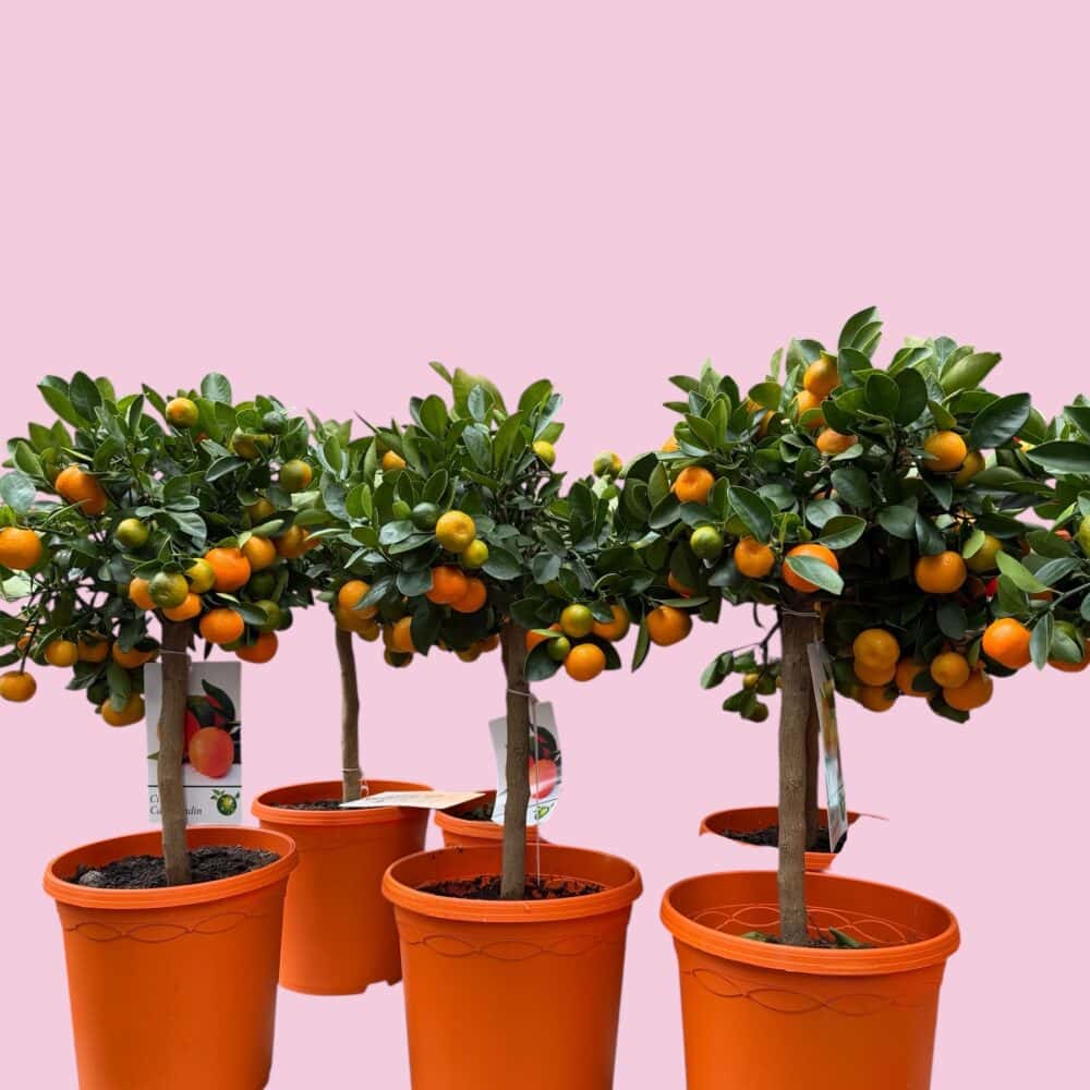 Bruidsboeket Annysia | Blossom Bloemisterij | Den Haag